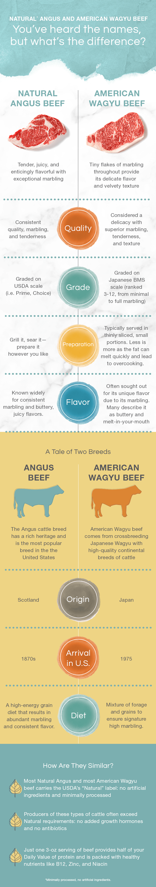 angus vs wagyu beef infographic comparing differences and similarities